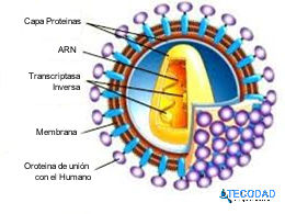El ozono contra los coronavirus y otros patógenos
